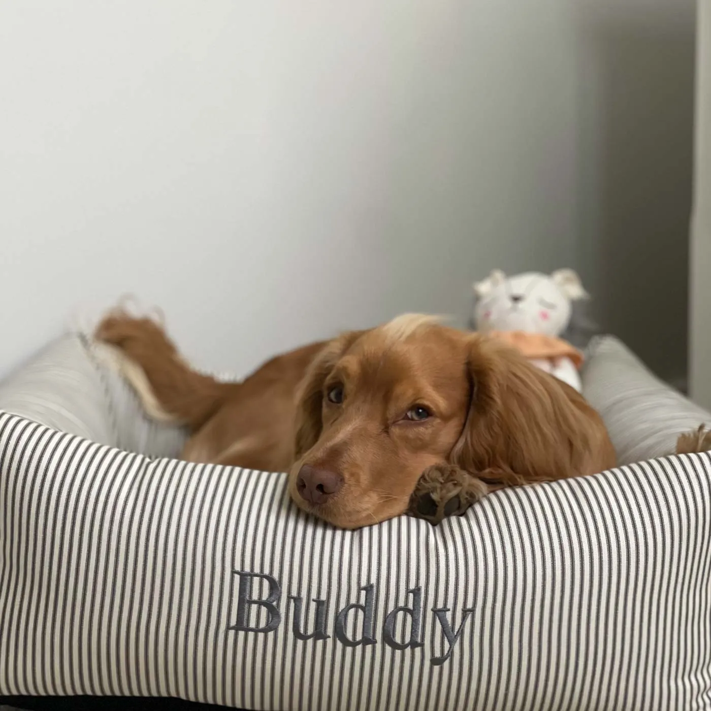 Box Bed in Regency Stripe  by Lords & Labradors