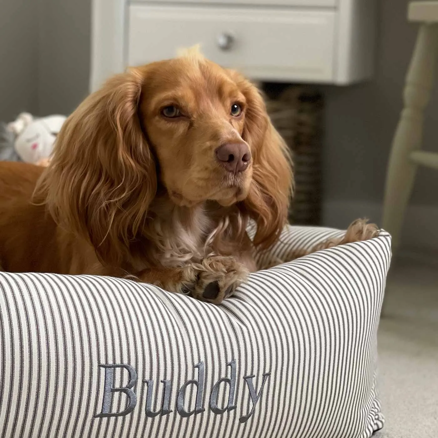 Box Bed in Regency Stripe  by Lords & Labradors