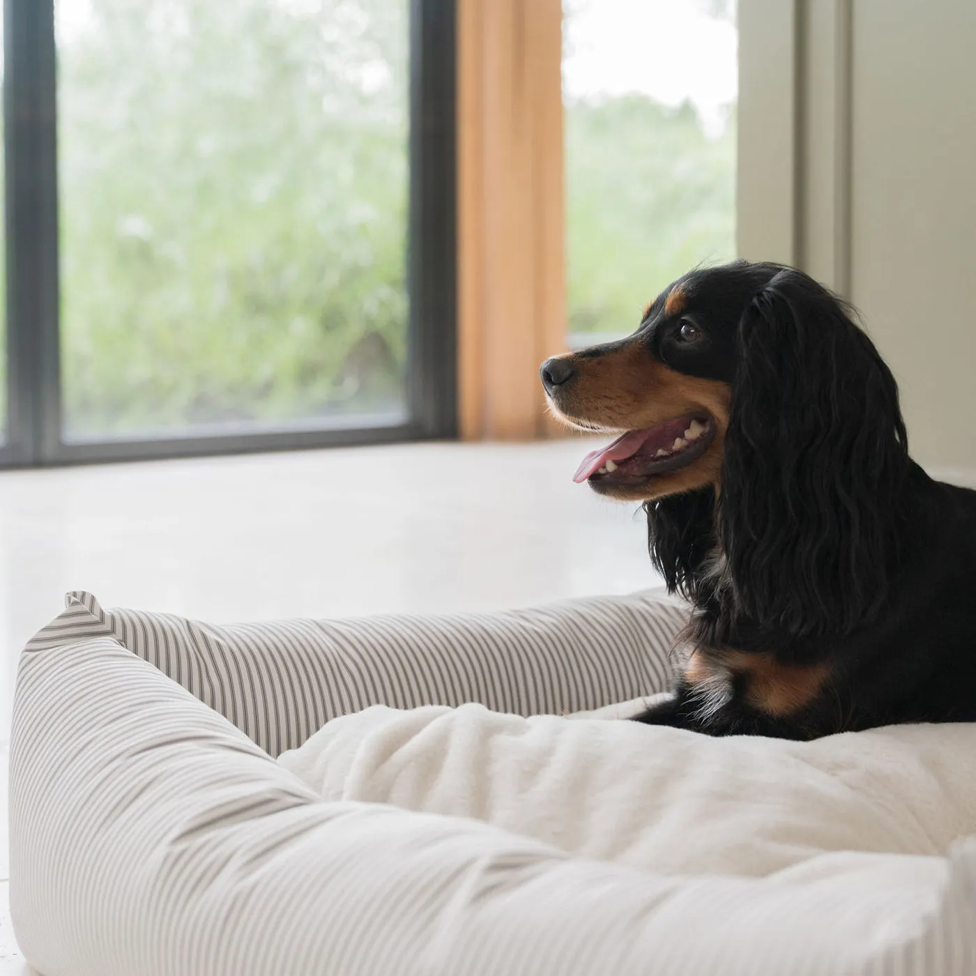 Box Bed in Regency Stripe  by Lords & Labradors