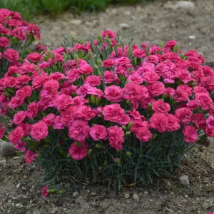 Fruit Punch® Raspberry Ruffles Dianthus