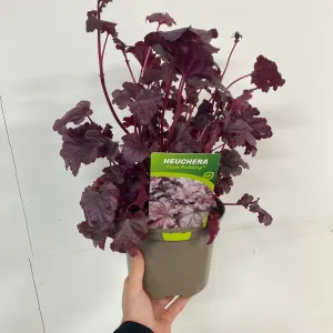 Heuchera 'Plum Pudding' 2L