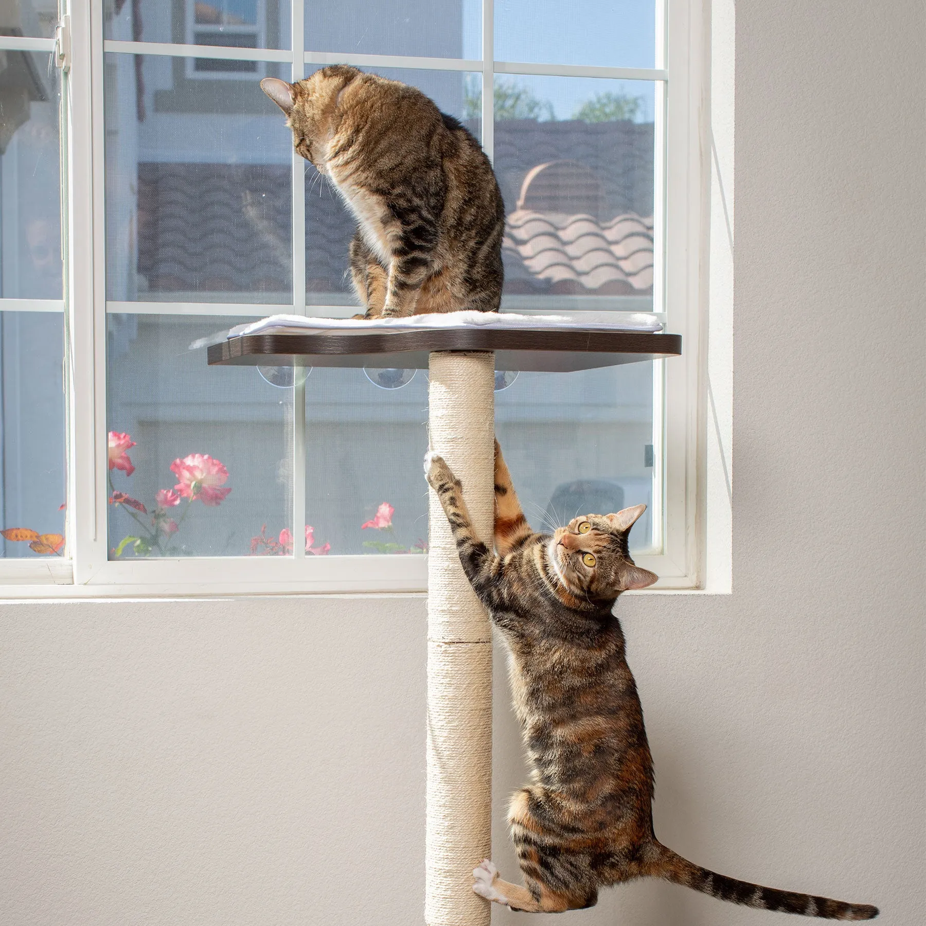 PetFusion Ultimate Cat Window Climbing Perch