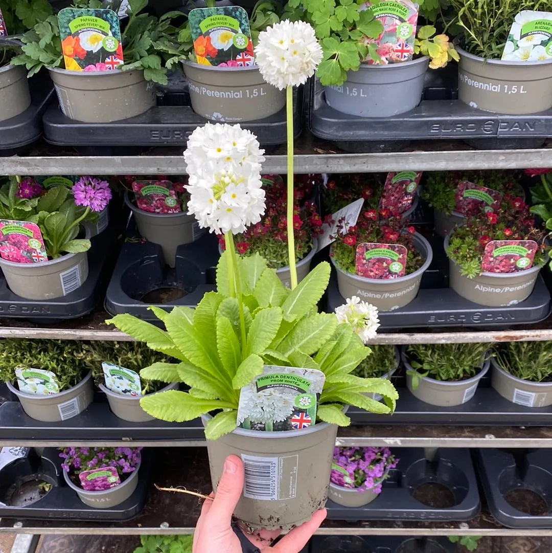 Primula denticulata Alba (Drumstick Primrose) 9cm/14cm