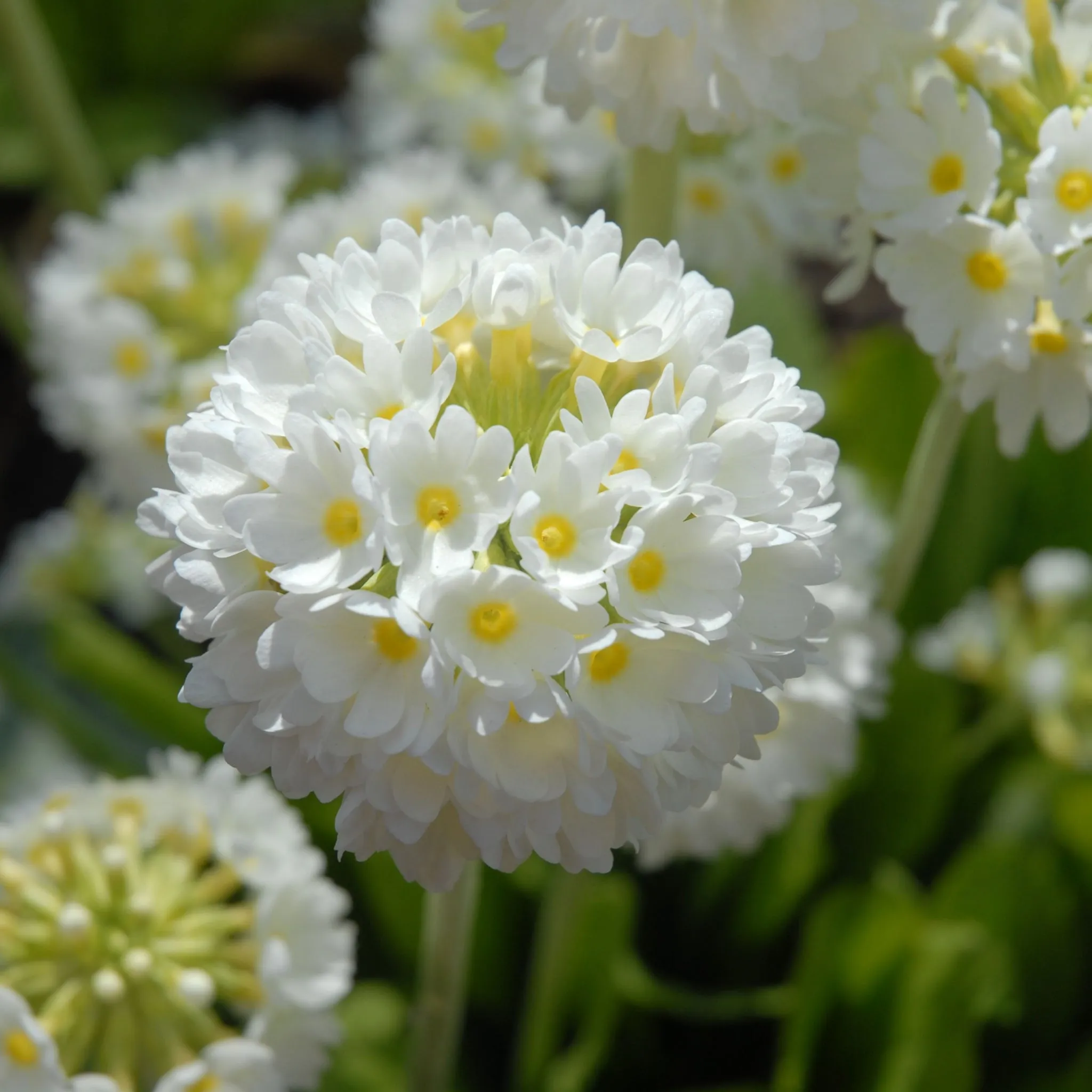 Primula denticulata Alba (Drumstick Primrose) 9cm/14cm