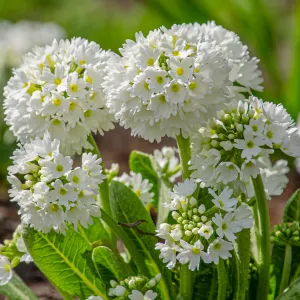 Primula denticulata Alba (Drumstick Primrose) 9cm/14cm