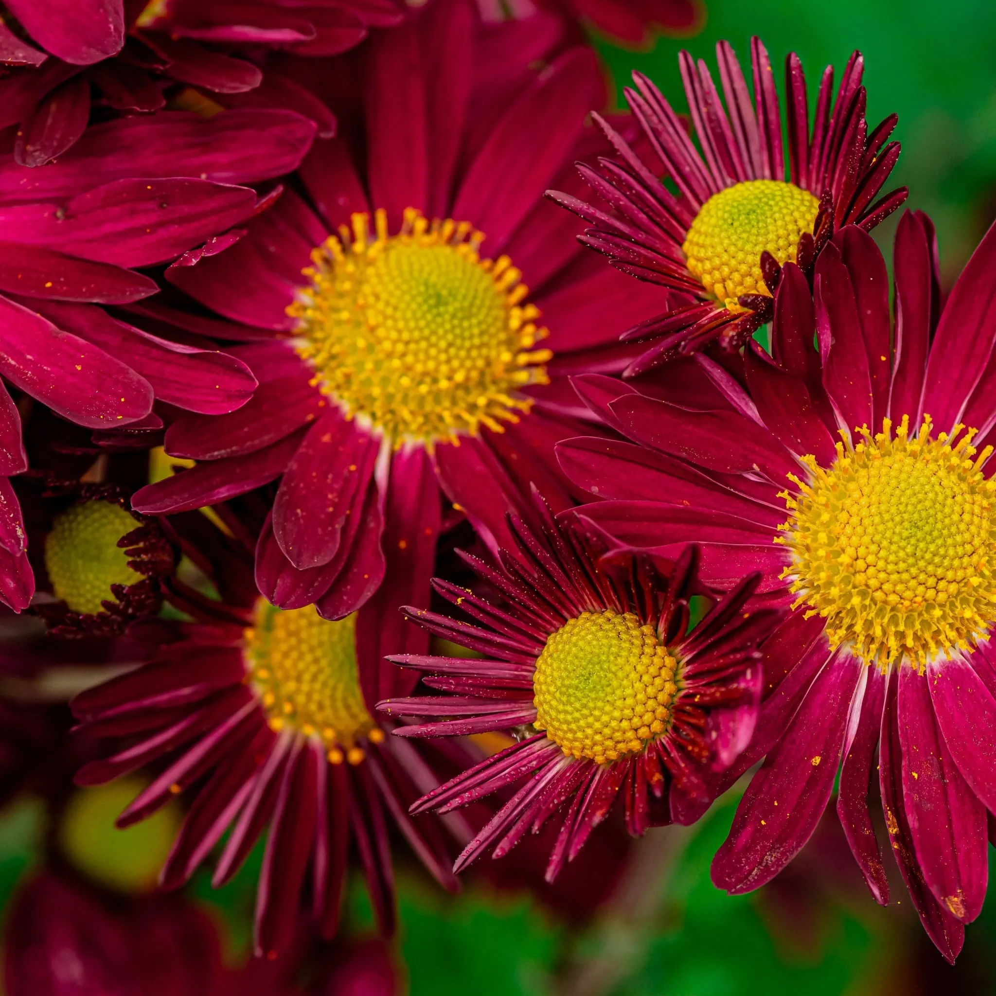 Pyrethrum coccineum 'Robinson's Red' 9cm