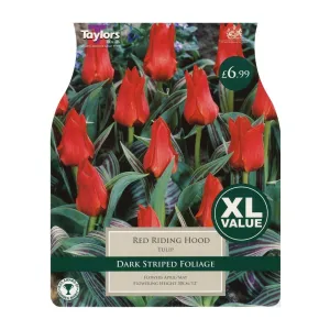 Taylors 18 Red Riding Hood Tulip Bulbs XL Value Pack