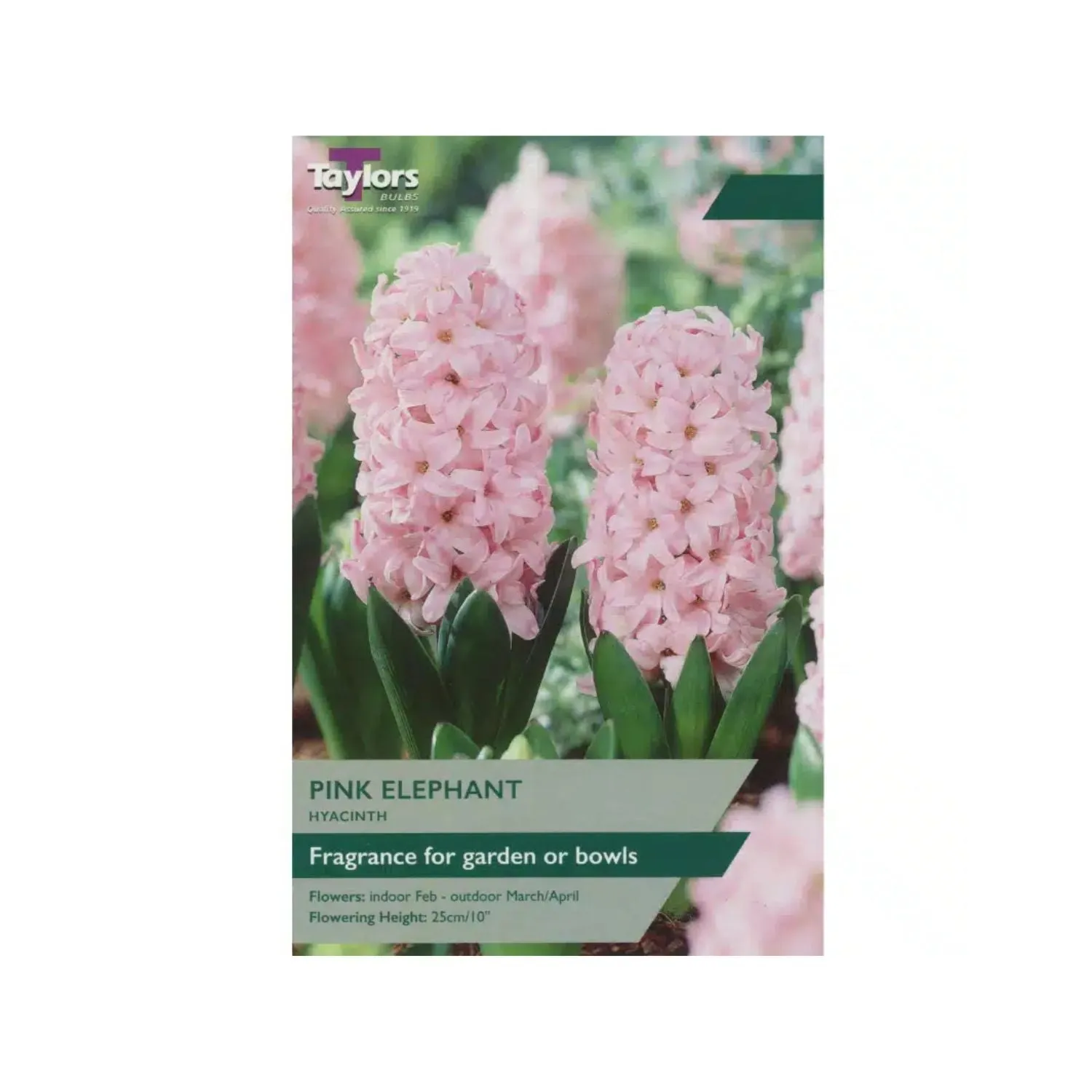 Taylors 4 Pink Elephant Hyacinth Bulbs