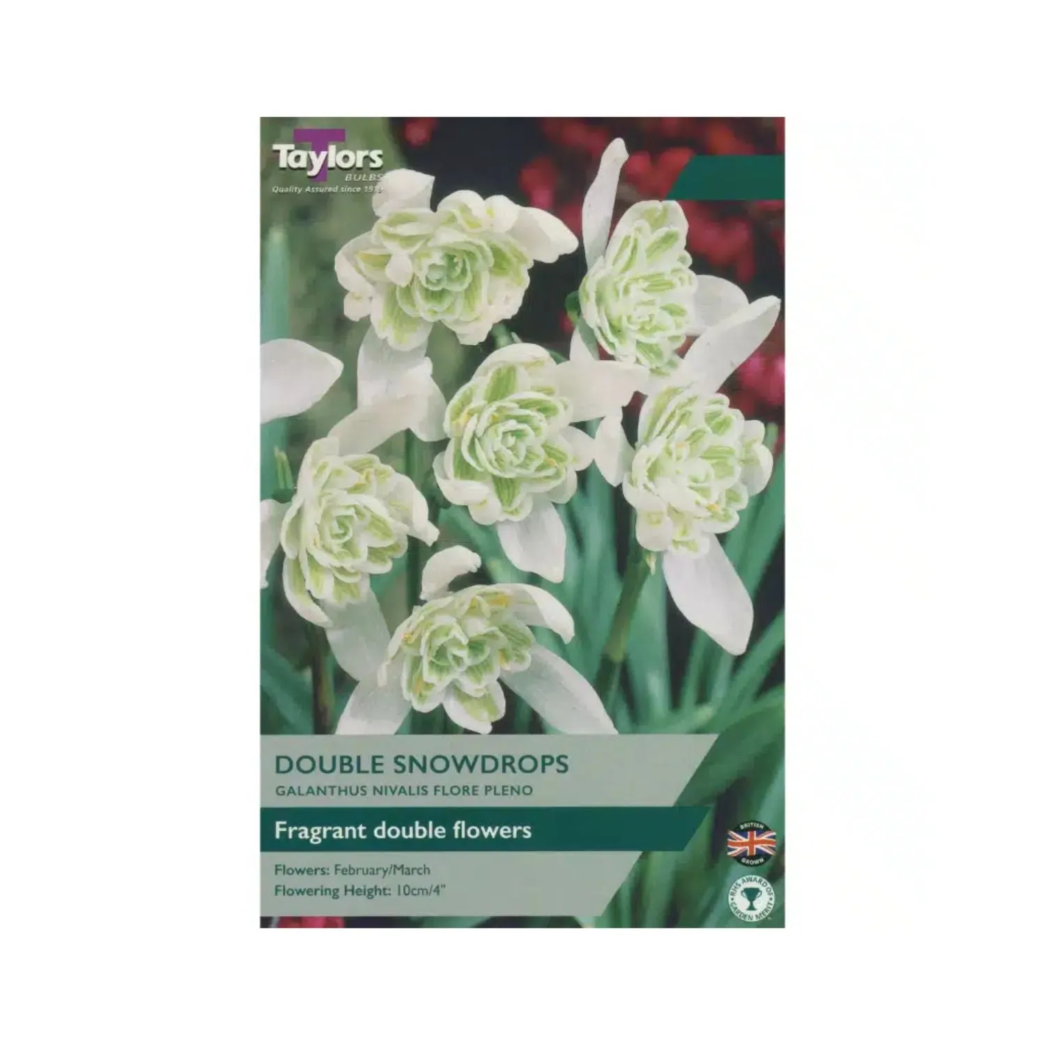 Taylors 6 Galanthus Nivalis Flore Pleno (Double Snowdrop) Bulbs