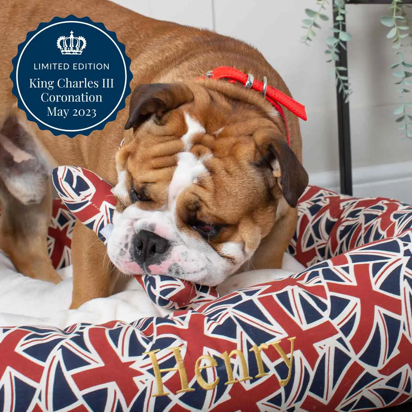 Union Jack Box Bed For Dogs by Lords & Labradors